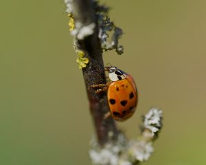 Preview wallpaper ladybug, beetle, branch, glare, macro