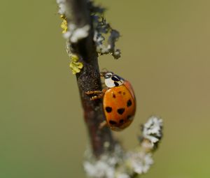 Preview wallpaper ladybug, beetle, branch, glare, macro