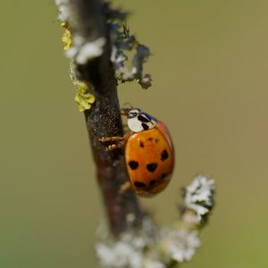 Preview wallpaper ladybug, beetle, branch, glare, macro