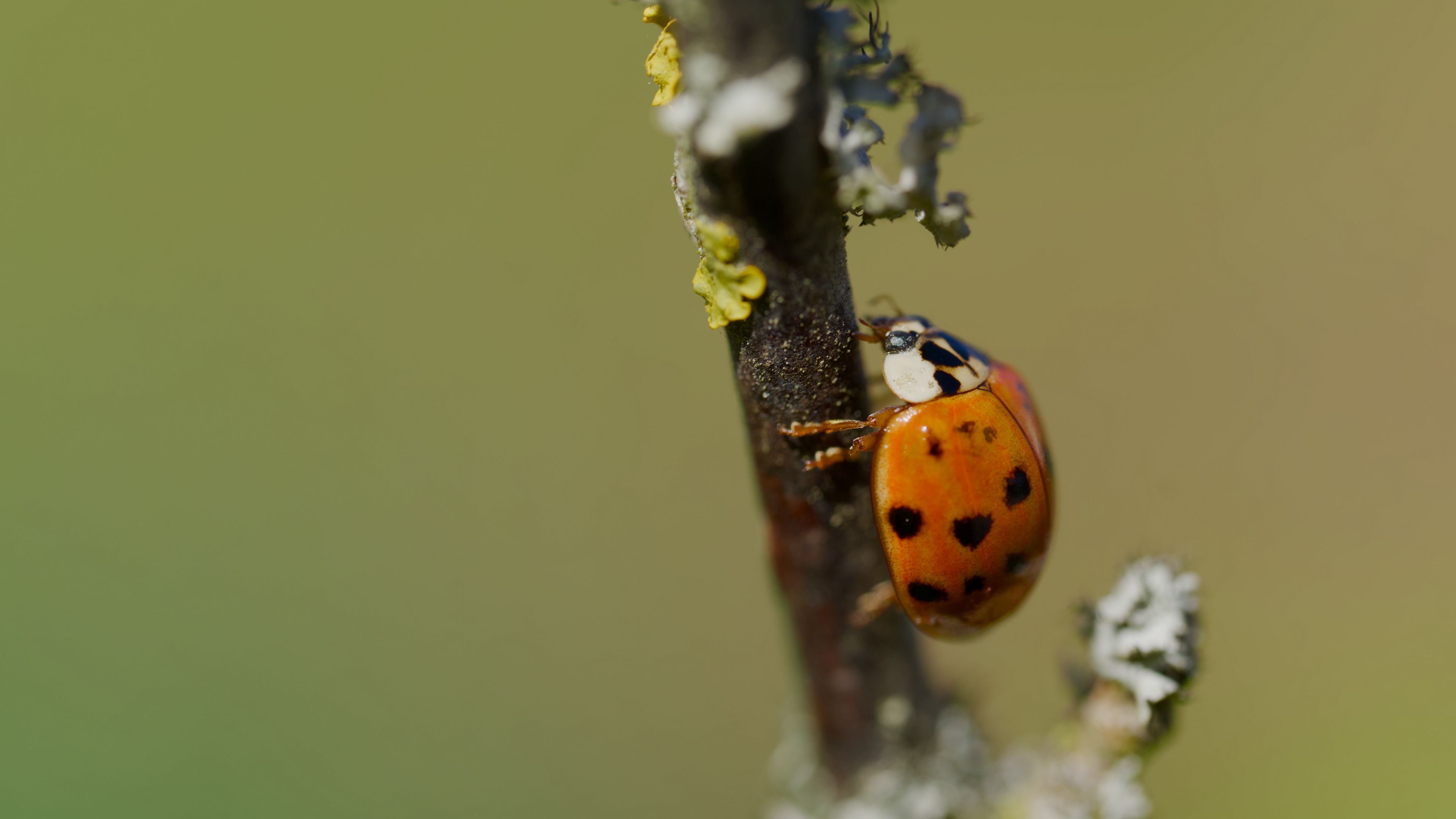 Download wallpaper 3840x2160 ladybug, beetle, branch, glare, macro 4k ...