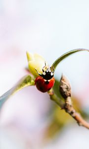 Preview wallpaper ladybug, branch, insect, macro