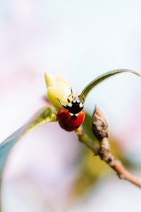 Preview wallpaper ladybug, branch, insect, macro
