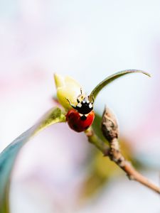 Preview wallpaper ladybug, branch, insect, macro