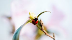 Preview wallpaper ladybug, branch, insect, macro