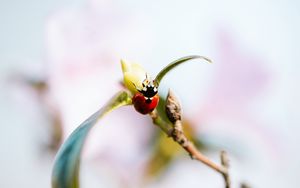 Preview wallpaper ladybug, branch, insect, macro