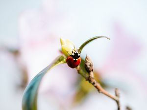 Preview wallpaper ladybug, branch, insect, macro