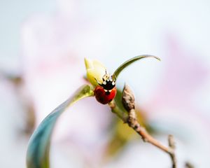 Preview wallpaper ladybug, branch, insect, macro