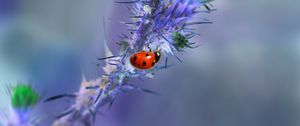 Preview wallpaper ladybug, branch, needles, macro