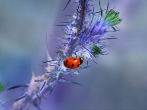 Preview wallpaper ladybug, branch, needles, macro