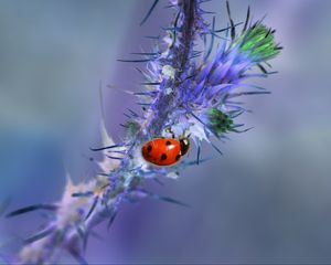 Preview wallpaper ladybug, branch, needles, macro