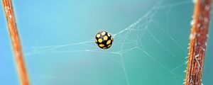 Preview wallpaper ladybug, bug, web, insect