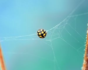 Preview wallpaper ladybug, bug, web, insect
