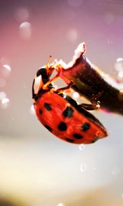 Preview wallpaper ladybug, crawling, insect, plant, glare