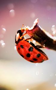 Preview wallpaper ladybug, crawling, insect, plant, glare