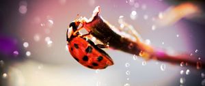 Preview wallpaper ladybug, crawling, insect, plant, glare