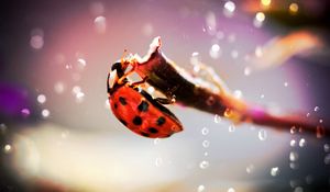 Preview wallpaper ladybug, crawling, insect, plant, glare