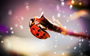 Preview wallpaper ladybug, crawling, insect, plant, glare