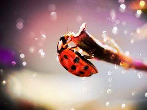 Preview wallpaper ladybug, crawling, insect, plant, glare