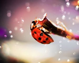 Preview wallpaper ladybug, crawling, insect, plant, glare