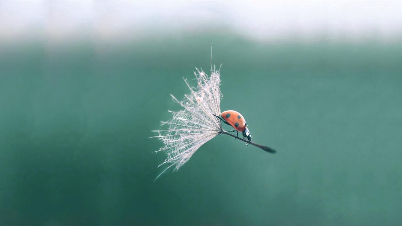 Wallpaper ladybug, dandelion, flying