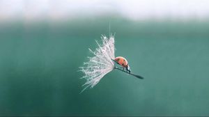 Preview wallpaper ladybug, dandelion, flying