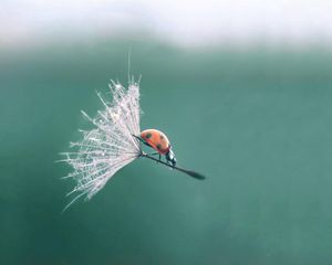 Preview wallpaper ladybug, dandelion, flying
