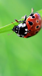 Preview wallpaper ladybug, drop, grass, summer, green