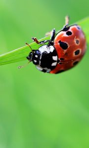 Preview wallpaper ladybug, drop, grass, summer, green