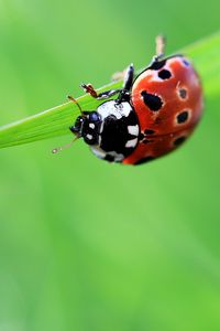 Preview wallpaper ladybug, drop, grass, summer, green