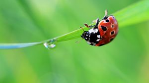 Preview wallpaper ladybug, drop, grass, summer, green