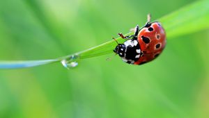 Preview wallpaper ladybug, drop, grass, summer, green