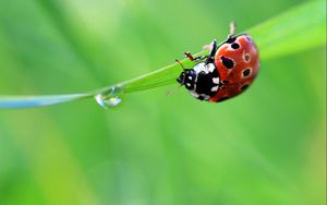 Preview wallpaper ladybug, drop, grass, summer, green