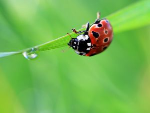 Preview wallpaper ladybug, drop, grass, summer, green