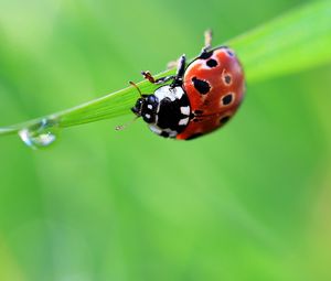 Preview wallpaper ladybug, drop, grass, summer, green