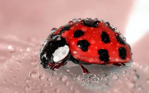 Preview wallpaper ladybug, drop, surface