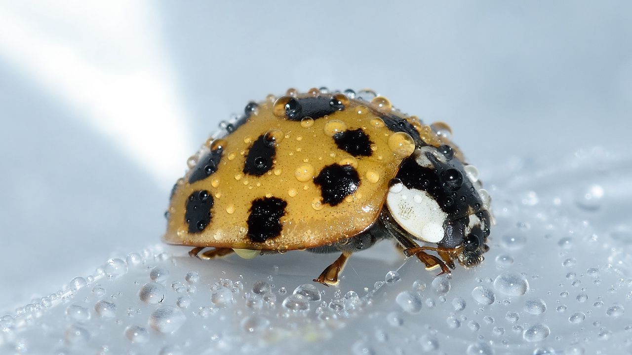 Wallpaper ladybug, drop, surface