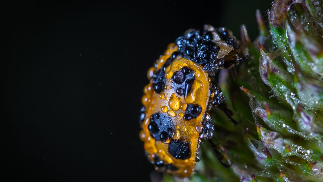Wallpaper ladybug, drops, closeup