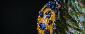 Preview wallpaper ladybug, drops, closeup