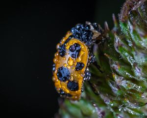 Preview wallpaper ladybug, drops, closeup