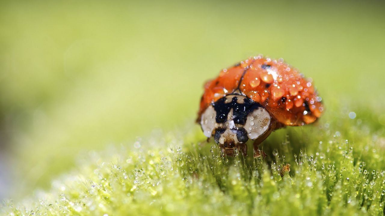 Wallpaper ladybug, drops, water, plant, macro