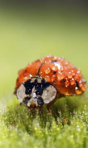 Preview wallpaper ladybug, drops, water, plant, macro