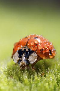 Preview wallpaper ladybug, drops, water, plant, macro