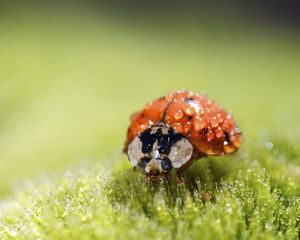 Preview wallpaper ladybug, drops, water, plant, macro