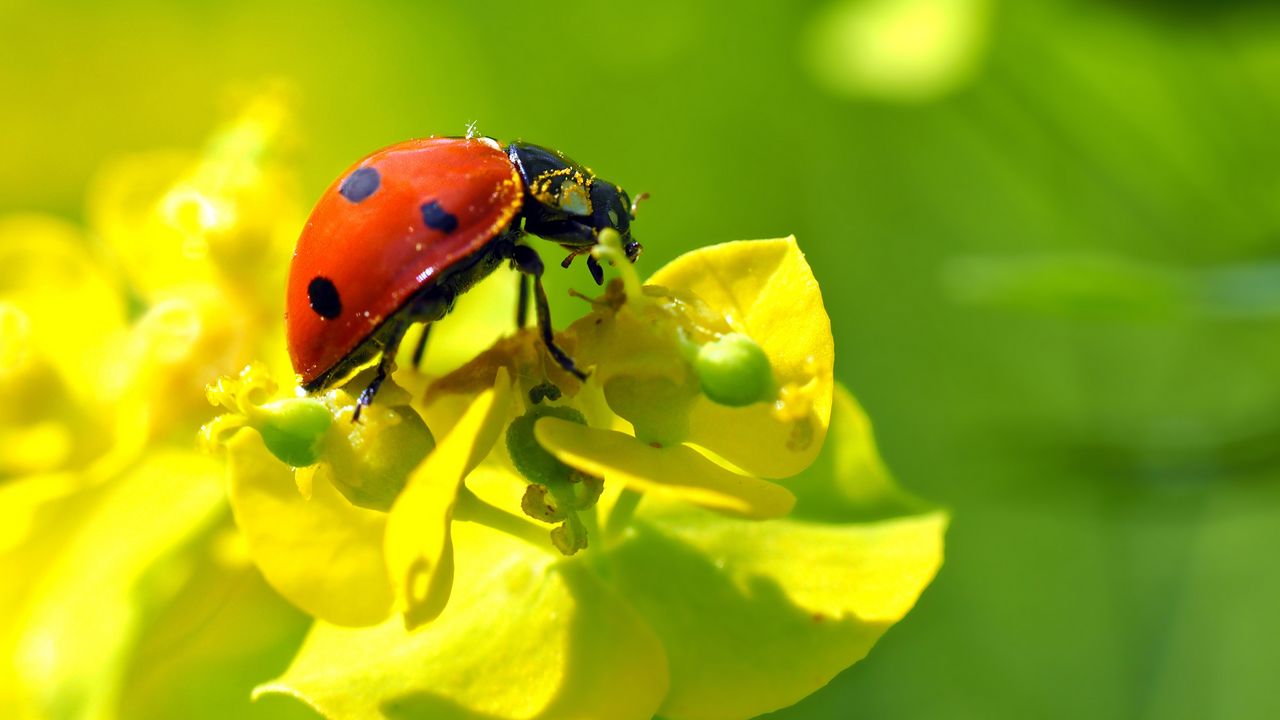Wallpaper ladybug, flower, insect, macro