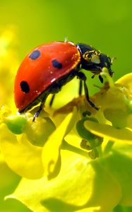 Preview wallpaper ladybug, flower, insect, macro