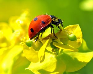 Preview wallpaper ladybug, flower, insect, macro