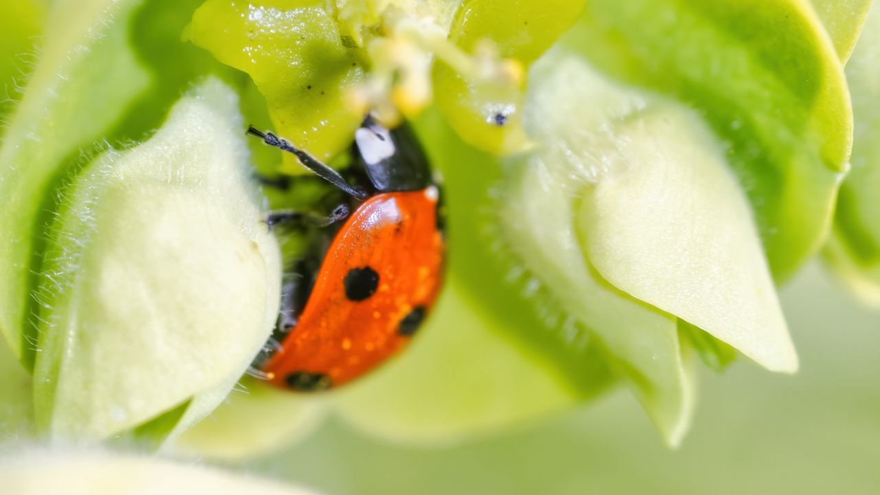 Wallpaper ladybug, flower, macro, blur