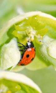 Preview wallpaper ladybug, flower, macro, blur