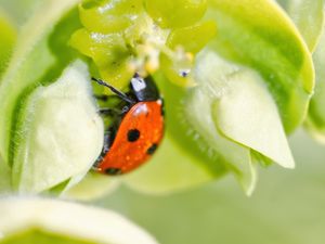 Preview wallpaper ladybug, flower, macro, blur