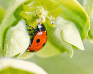 Preview wallpaper ladybug, flower, macro, blur